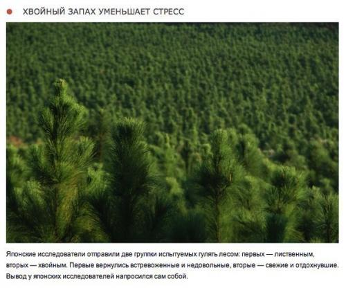 10 природных ароматов, которые меняют настроение. 08