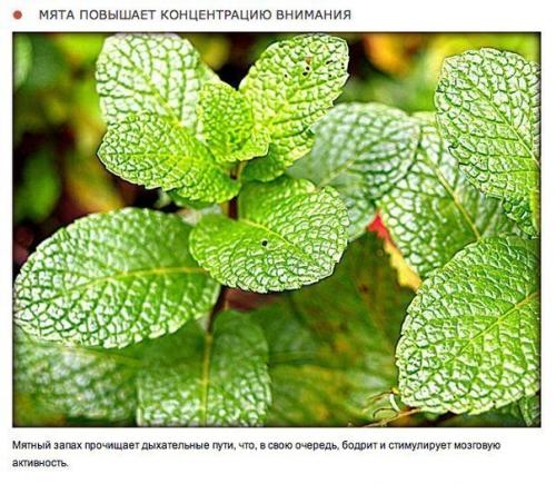 10 природных ароматов, которые меняют настроение. 02