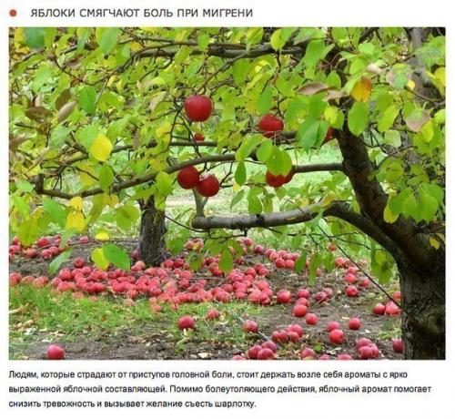 10 природных ароматов, которые меняют настроение. 05