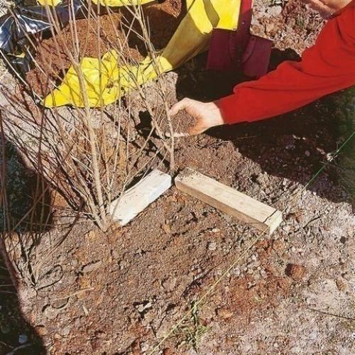 20 растений, из которых лучше всего делать живые изгороди: 05