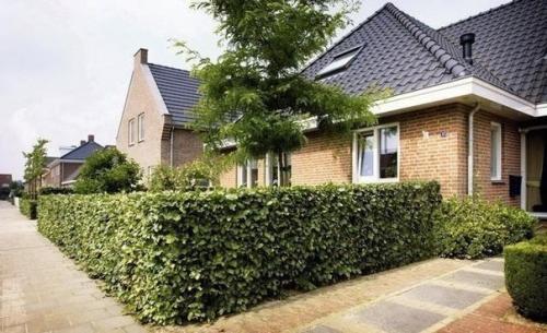 20 растений, из которых лучше всего делать живые изгороди: 06