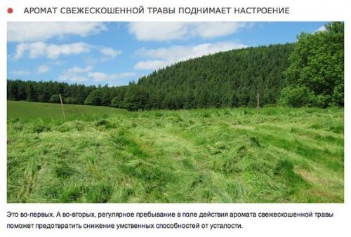 10 природных ароматов, которые меняют настроение. 06