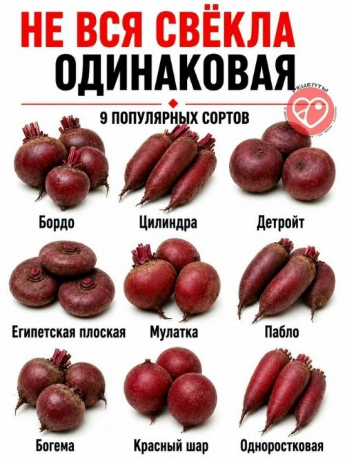 Даже привычные продукты могут заметно отличаться по плотности, сладости, сочности и текстуре. 04