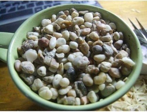 Мы выращиваем лимонное дерево дома! 06