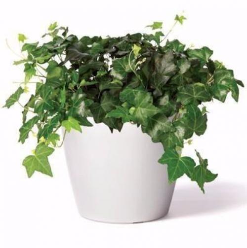 Топ - 5 комнатных растений, которые должны быть в каждом доме! 04 Топ - 5 комнатных растений, которые должны быть в каждом доме! 04