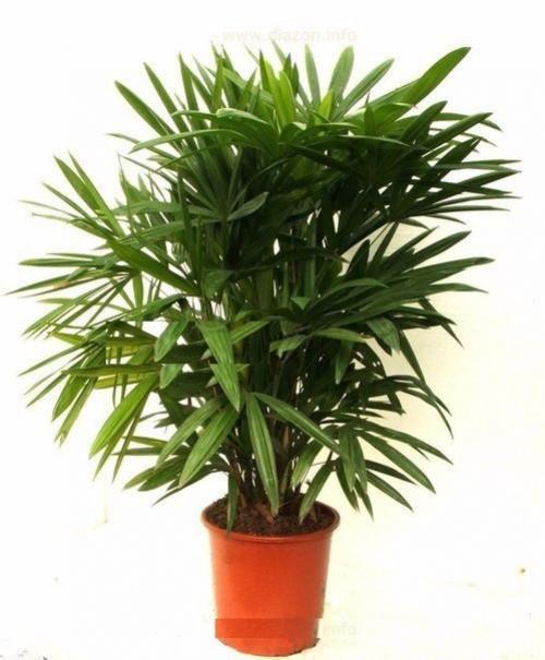 Топ - 5 комнатных растений, которые должны быть в каждом доме! 03 Топ - 5 комнатных растений, которые должны быть в каждом доме! 03