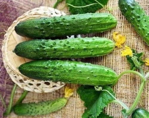 4 сорта огурца, которым я ставлю оценку 10 из 10 по их вкусовым качествам и урожаю! 

