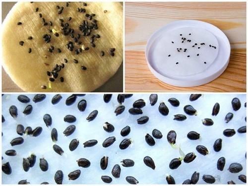 Мы выращиваем киви дома. 01