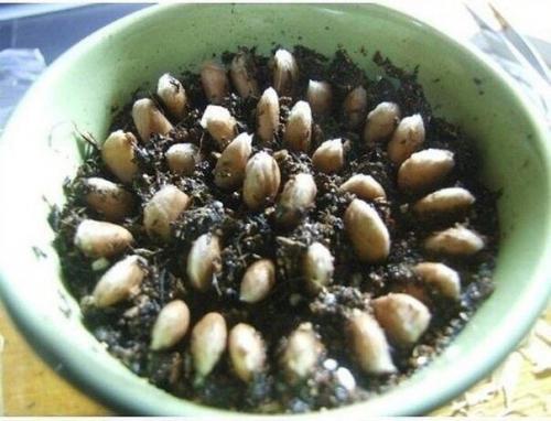 Мы выращиваем лимонное дерево дома! 05