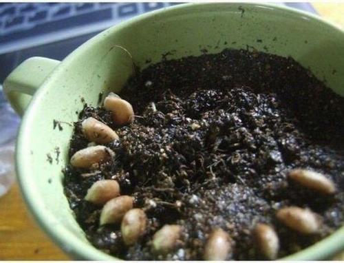 Мы выращиваем лимонное дерево дома! 04