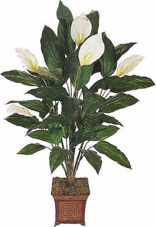 Топ - 5 комнатных растений, которые должны быть в каждом доме! 01 Топ - 5 комнатных растений, которые должны быть в каждом доме! 01