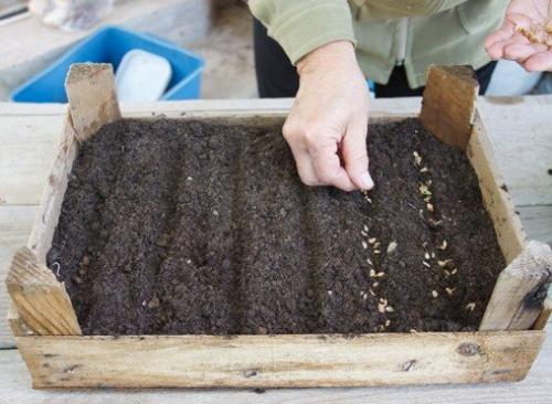 Туя: выращивание посевом семян. 04 Туя: выращивание посевом семян. 04