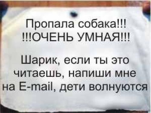 Что делать, если ваша собака потерялась? 01 Что делать, если ваша собака потерялась? 01