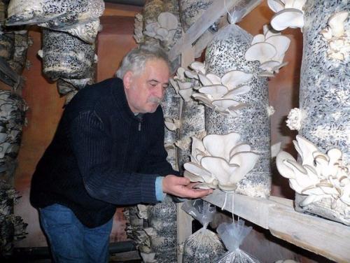 Как вырастить вешенки на даче. 03 Как вырастить вешенки на даче. 03