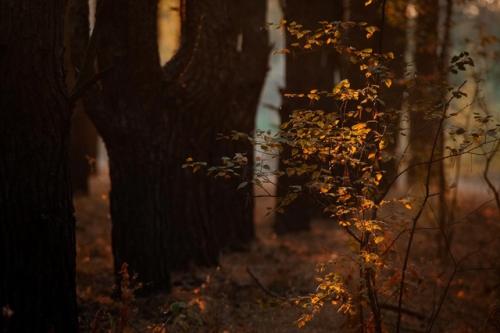 В октября есть тихий незаметный день, когда осень вдруг становиться золотая. 04