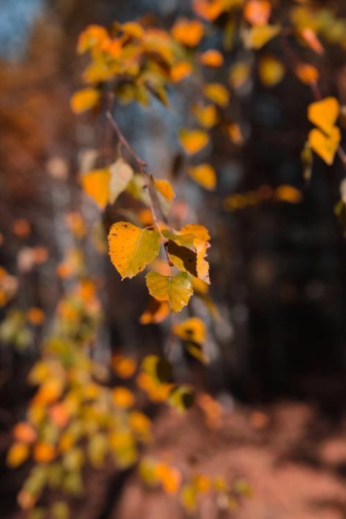 В октября есть тихий незаметный день, когда осень вдруг становиться золотая. 01