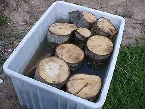 Как вырастить вешенки на даче. 01 Как вырастить вешенки на даче. 01