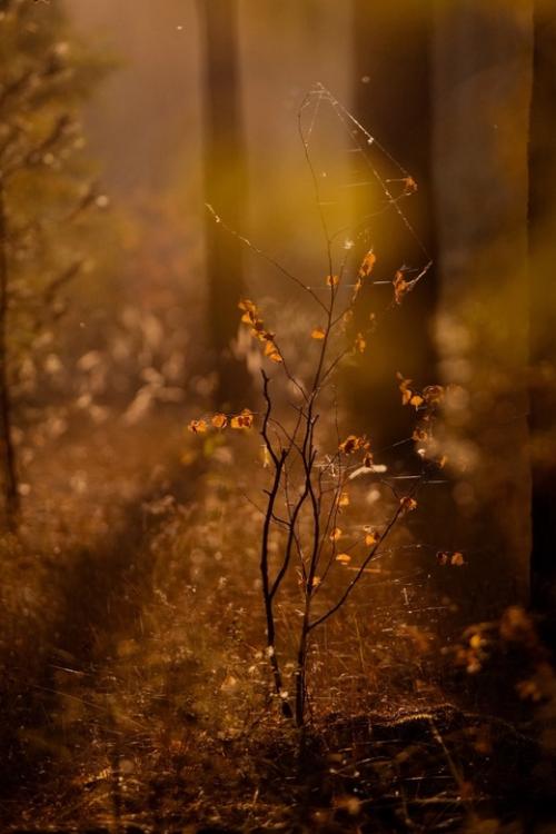 В октября есть тихий незаметный день, когда осень вдруг становиться золотая. 06