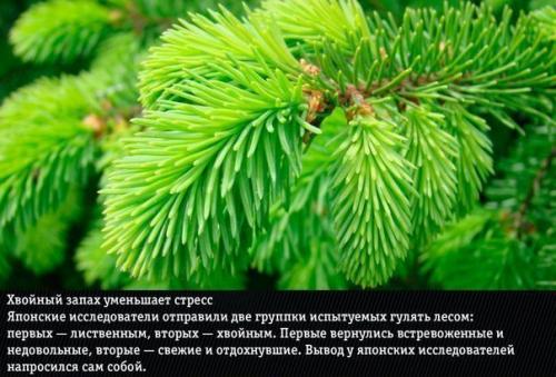 9 ароматов?  Неожиданно меняющих эмоции человека. 05