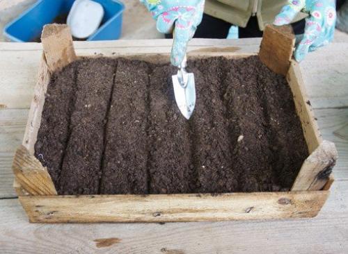 Туя: выращивание посевом семян. 03 Туя: выращивание посевом семян. 03