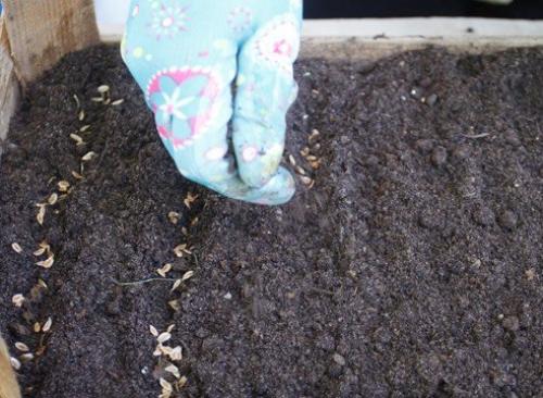 Туя: выращивание посевом семян. 05 Туя: выращивание посевом семян. 05