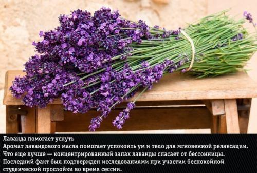 9 ароматов?  Неожиданно меняющих эмоции человека. 08