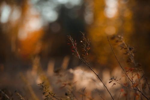 В октября есть тихий незаметный день, когда осень вдруг становиться золотая. 08