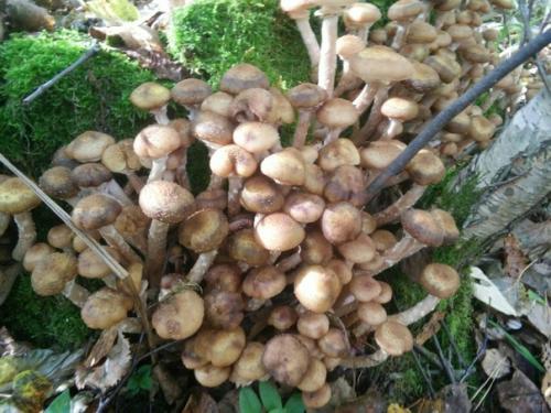 Наша подписчица: Анастасия локоцкова. 02