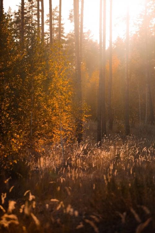 В октября есть тихий незаметный день, когда осень вдруг становиться золотая. 02