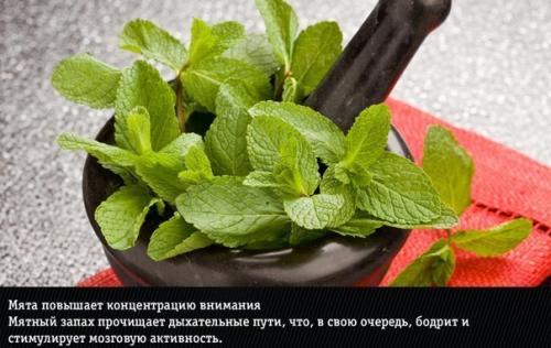 9 ароматов?  Неожиданно меняющих эмоции человека. 01