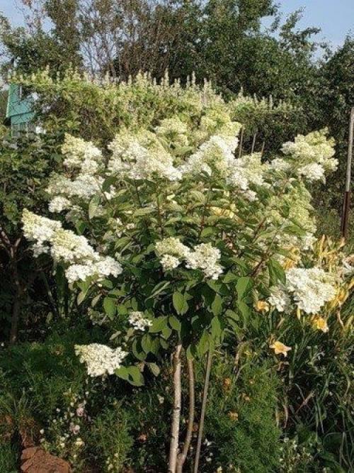 Штамбовое деревце из гортензии. 03