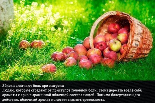 9 ароматов?  Неожиданно меняющих эмоции человека. 04