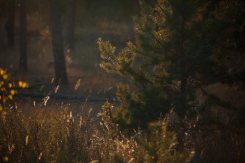 В октября есть тихий незаметный день, когда осень вдруг становиться золотая. 07