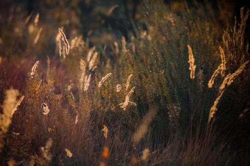 В октября есть тихий незаметный день, когда осень вдруг становиться золотая. 03