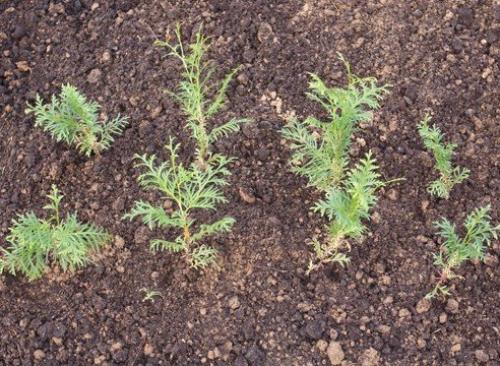 Туя: выращивание посевом семян. 07 Туя: выращивание посевом семян. 07