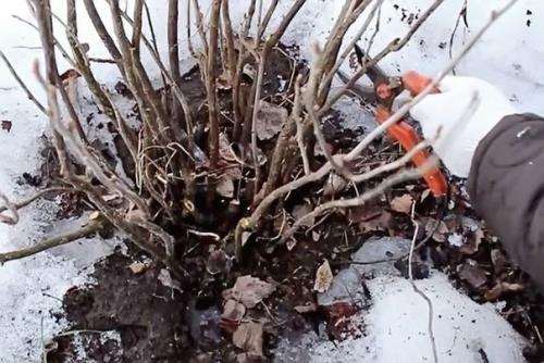 Как омолодить старые кусты жимолости. 01 Как омолодить старые кусты жимолости. 01