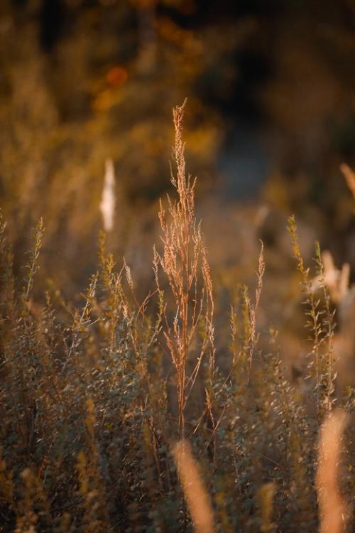 В октября есть тихий незаметный день, когда осень вдруг становиться золотая. 05