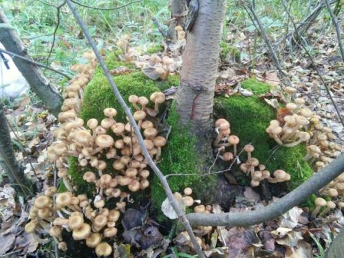 Наша подписчица: Анастасия локоцкова. 01