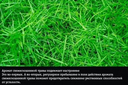 9 ароматов?  Неожиданно меняющих эмоции человека. 03