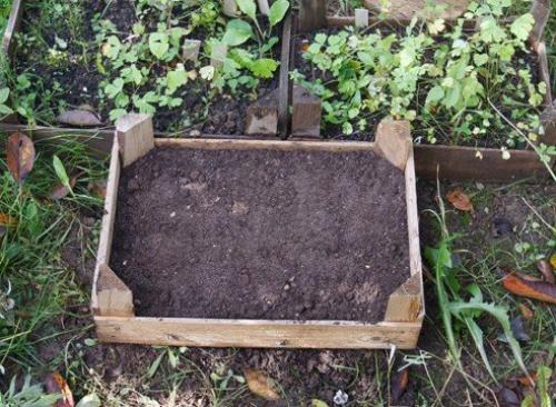 Туя: выращивание посевом семян. 06 Туя: выращивание посевом семян. 06