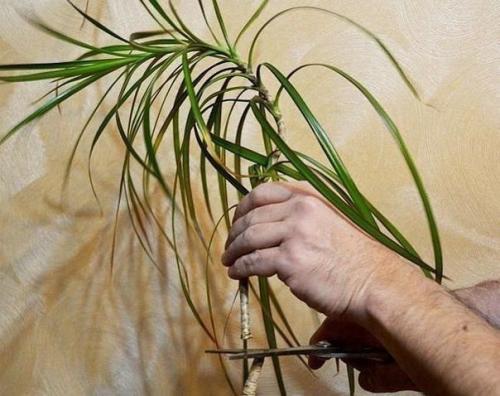 Хороший совет для любителей цветов, как обновить драцену! 01 Хороший совет для любителей цветов, как обновить драцену! 01