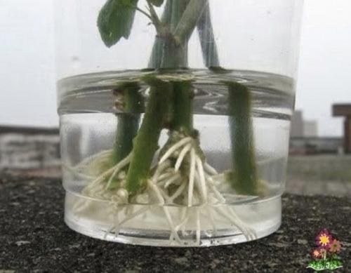 Розу из пoдаренного букета очень просто укopeнить! 01