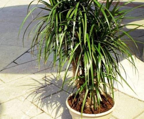 Хороший совет для любителей цветов, как обновить драцену! 06 Хороший совет для любителей цветов, как обновить драцену! 06