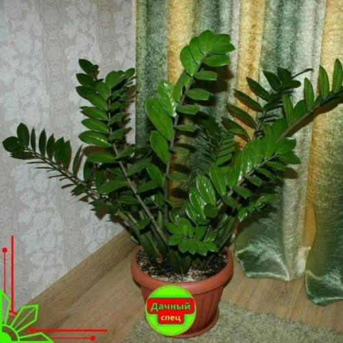 Многим из нас нравится замиокулькаса. 
