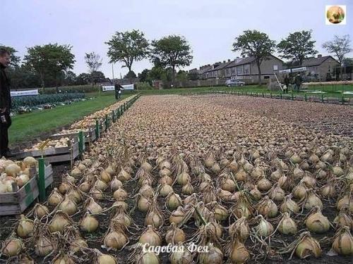 Не пробовали посадить лук китайским способом? 

