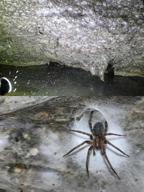 В пещере на границе Албании и Греции обнаружена крупнейшая в мире паутина, ставшая домом для 111 000 пауков. 01