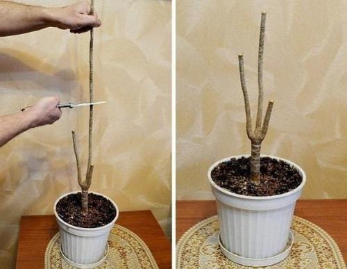 Хороший совет для любителей цветов, как обновить драцену! 02 Хороший совет для любителей цветов, как обновить драцену! 02