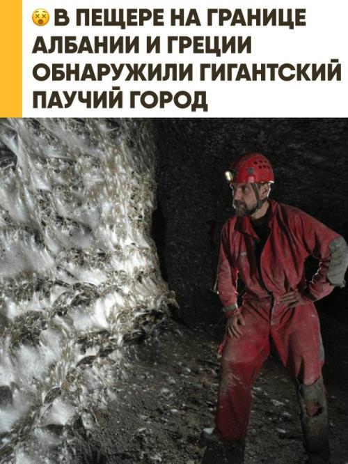 В пещере на границе Албании и Греции обнаружена крупнейшая в мире паутина, ставшая домом для 111 000 пауков. 

