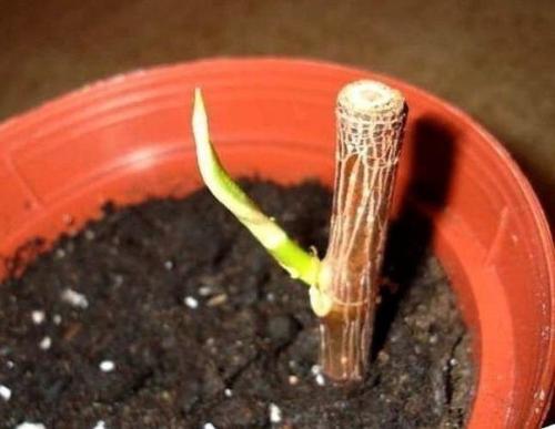 Хороший совет для любителей цветов, как обновить драцену! 03 Хороший совет для любителей цветов, как обновить драцену! 03