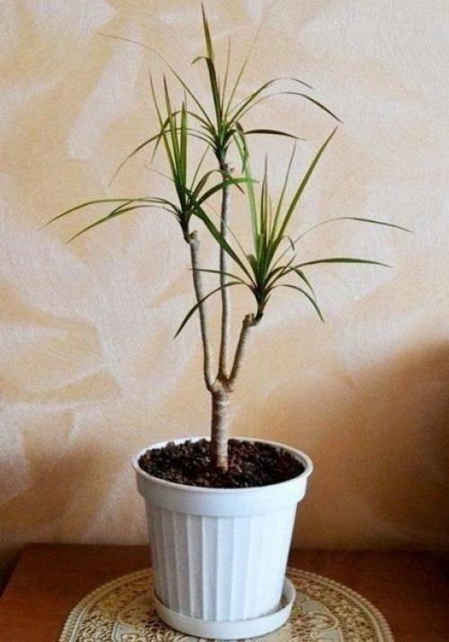 Хороший совет для любителей цветов, как обновить драцену! 05 Хороший совет для любителей цветов, как обновить драцену! 05